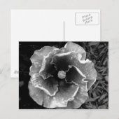 B/W VloerBriefkaart Briefkaart (Voorkant / Achterkant)