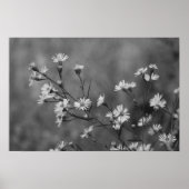 B&W Witte bloemen Poster (Voorkant)