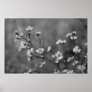 B&W Witte bloemen Poster