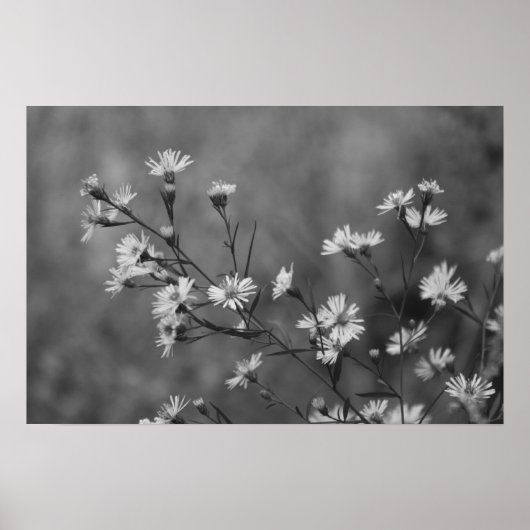 B&W Witte bloemen Poster (Voorkant)