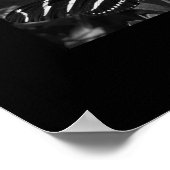 B&W-Zebra-vlinder op zwart Poster (Hoek)