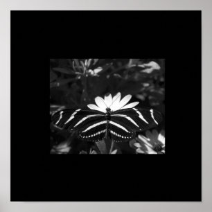 B&W-Zebra-vlinder op zwart Poster