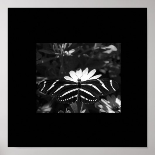 B&W-Zebra-vlinder op zwart Poster (Voorkant)