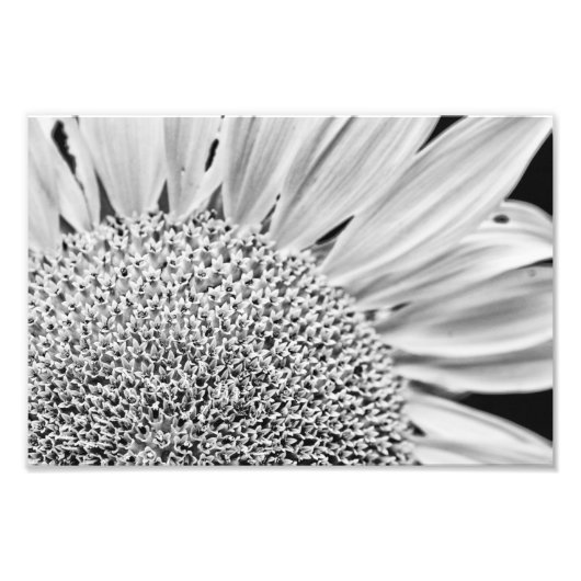 B&W Zonnebloem Foto Afdruk (Voorkant)
