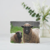 Ba Ba Black Sheep Briefkaart (Staand voorkant)