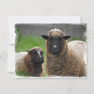 Ba Ba Black Sheep Briefkaart