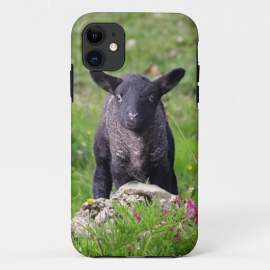 Baa Baa Black Sheep iPhone 5 Hoesje-Mate Hoesje (Achterkant)