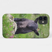 Baa Baa Black Sheep iPhone 5 Hoesje-Mate Hoesje (Achterkant (horizontaal))