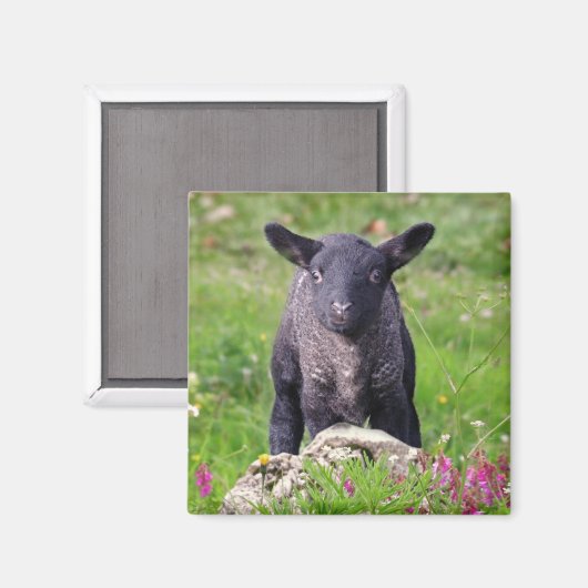Baa-Baa Black Sheep Magnet (Voorkant / Achterkant)