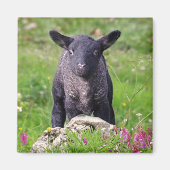 Baa-Baa Black Sheep Magnet (Voorkant)