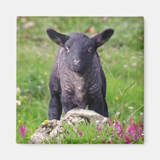 Baa-Baa Black Sheep Magnet (Voorkant)