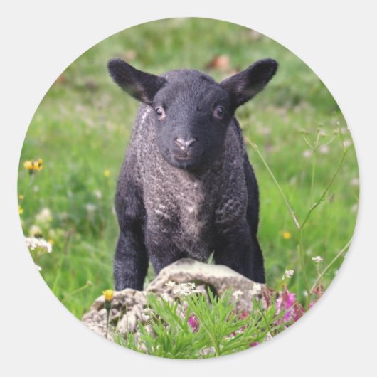 Baa Baa Black Sheep Sticker (Voorkant)