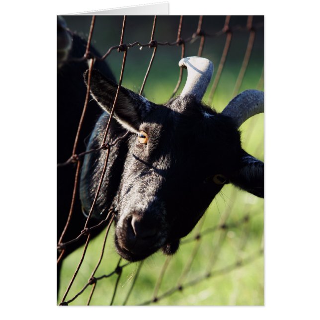 Baaaad Boxcar Betty (Voorkant)