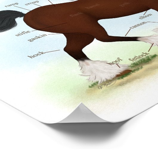 Baai Clydesdale Paarden Anatomische Grafiek Onderw Poster (Hoek)