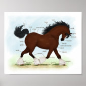 Baai Clydesdale Paarden Anatomische Grafiek Onderw Poster (Voorkant)