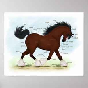 Baai Clydesdale Paarden Anatomische Grafiek Onderw Poster