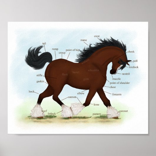 Baai Clydesdale Paarden Anatomische Grafiek Onderw Poster (Voorkant)