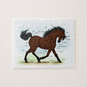 Baai paard met blaze educatieve anatomische kaart legpuzzel