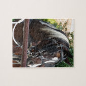 Baai Pinto Amish Buggy Horse in Kalona, Iowa Legpuzzel (Horizontaal)