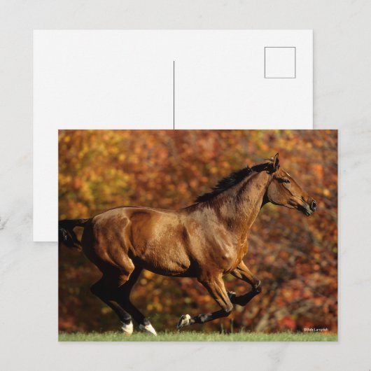 Baai Warmblood Runing Autumn Background Briefkaart (Voorkant / Achterkant)