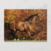 Baai Warmblood Runing Autumn Background Briefkaart (Voorkant)