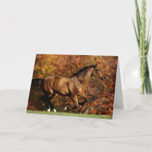 Baai Warmblood Runing Autumn Background Kaart