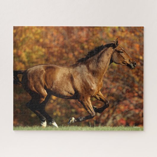 Baai Warmblood Runing Autumn Background Legpuzzel (Horizontaal)