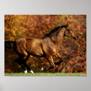 Baai Warmblood Runing Autumn Background Poster