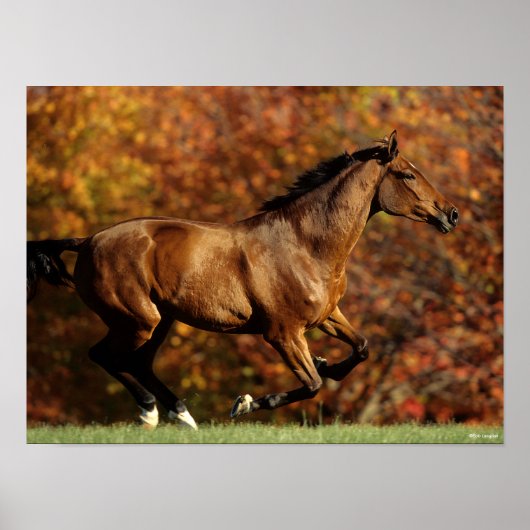 Baai Warmblood Runing Autumn Background Poster (Voorkant)