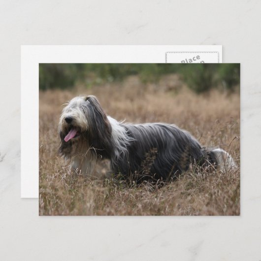 baard briefkaart (Voorkant / Achterkant)