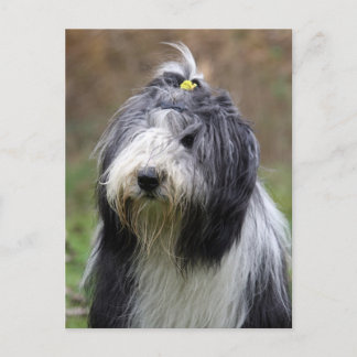 baard briefkaart