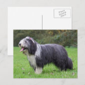 baard briefkaart (Voorkant / Achterkant)