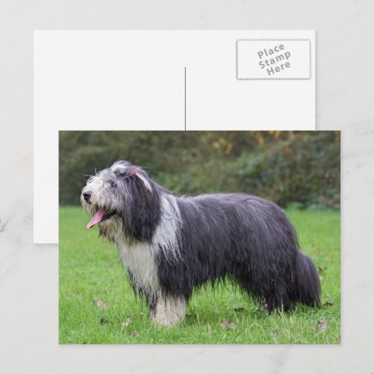 baard briefkaart (Voorkant / Achterkant)