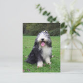 baard briefkaart (Staand voorkant)