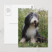 baard briefkaart (Voorkant / Achterkant)