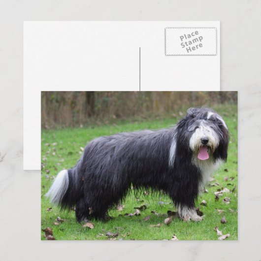 baard briefkaart (Voorkant / Achterkant)