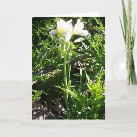 "Baard-Iris 'Goldkist' Pasen Kaart" Kaart (Voorkant)