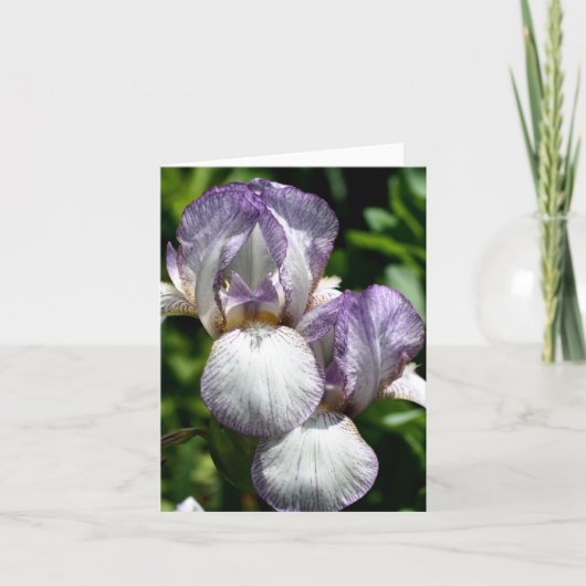 Baard Iris Paar Bloem Fotografie Notitiekaartje (Voorkant)