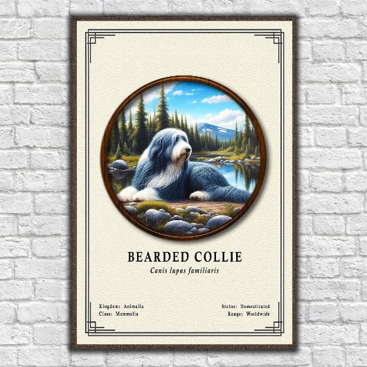 Baardcollie Zoologie Serie Poster