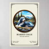 Baardcollie Zoologie Serie Poster (Voorkant)