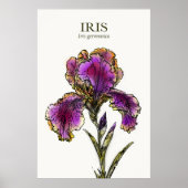 Baardiris botanische kunstprint poster (Voorkant)