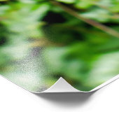 Baardiris Foto Afdruk (Hoek)