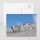 Baardpinguïns | Pygoscelis Antarctica Briefkaart (Voorkant / Achterkant)