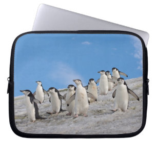 Baardpinguïns   Pygoscelis Antarctica Laptop Sleeve