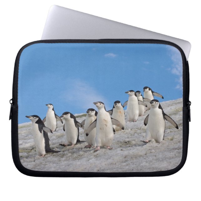 Baardpinguïns | Pygoscelis Antarctica Laptop Sleeve (Voorkant)