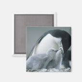 Baardpinguïns, Pygoscelis antarctica), Magneet (Voorkant / Achterkant)