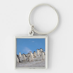 Baardpinguïns Pygoscelis Antarctica Sleutelhanger