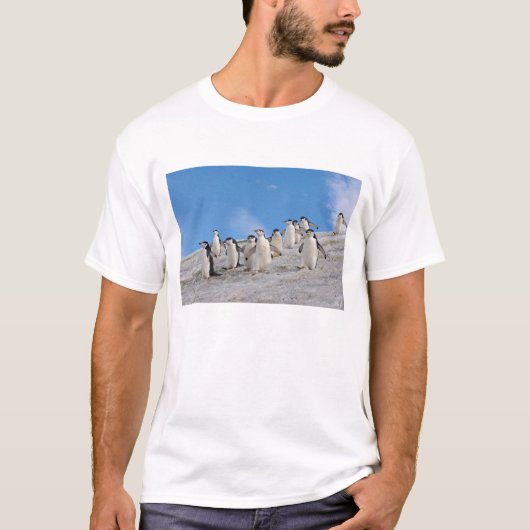 Baardpinguïns | Pygoscelis Antarctica T-shirt (Voorkant)