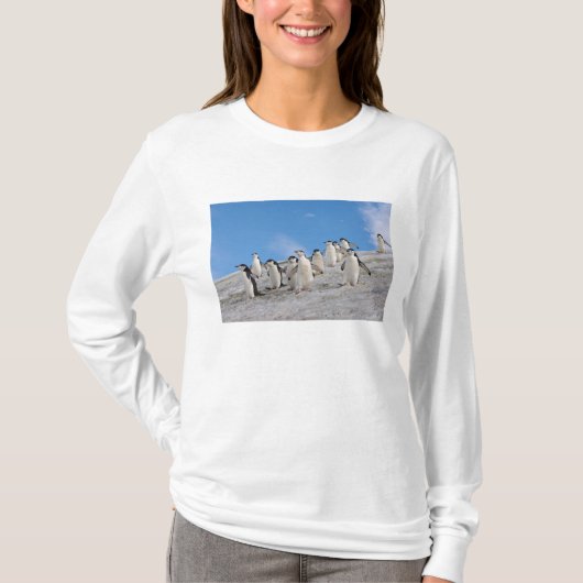Baardpinguïns | Pygoscelis Antarctica T-shirt (Voorkant)
