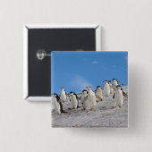 Baardpinguïns | Pygoscelis Antarctica Vierkante Button 5,1 Cm (Voorkant /achterkant)